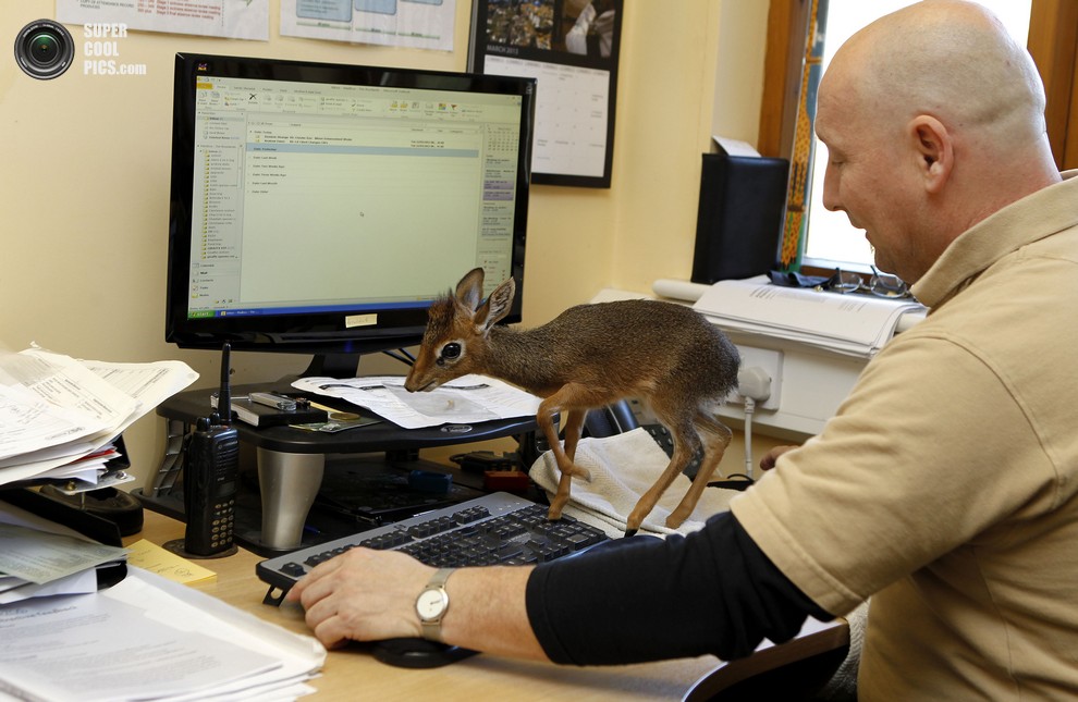 Dik Dik at Chester Zoo